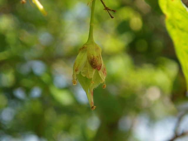 Staphylea trifolia (American bladdernut) #33045
