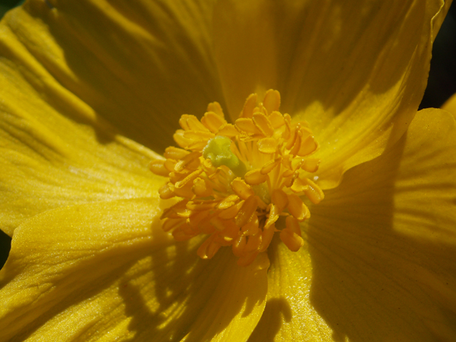 Stylophorum diphyllum (Celandine poppy) #33035