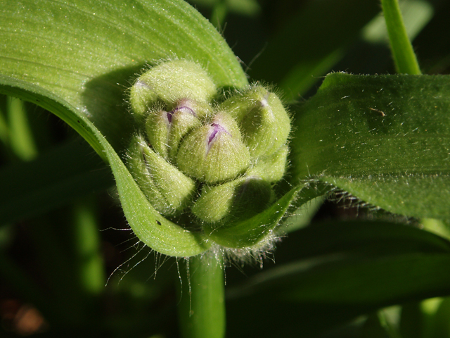 Tradescantia virginiana (Virginia spiderwort) #33069