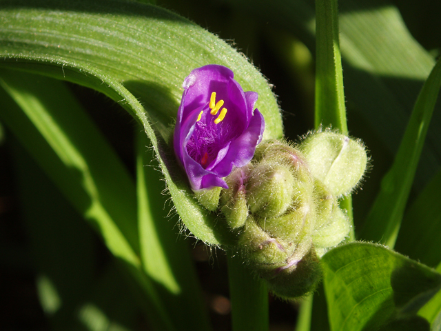 Tradescantia virginiana (Virginia spiderwort) #33070