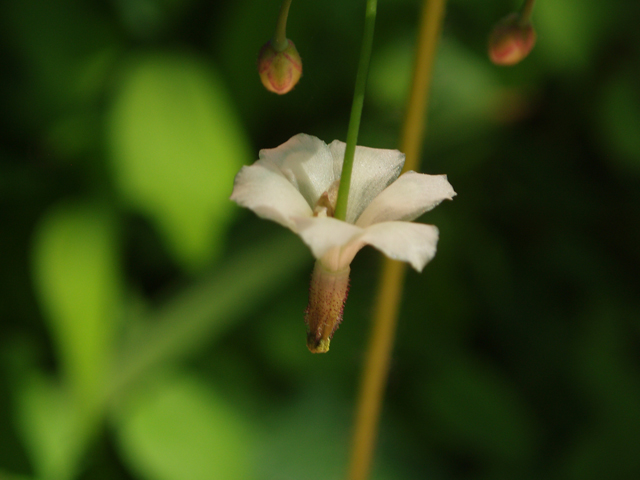 Vancouveria hexandra (White insideout flower) #33082