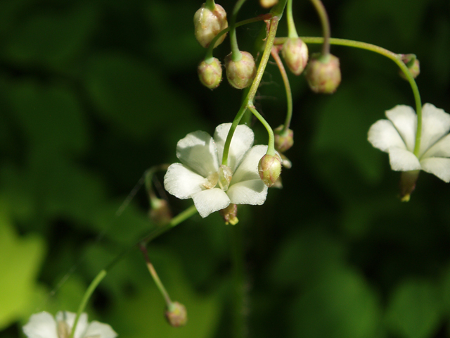 Vancouveria hexandra (White insideout flower) #33083