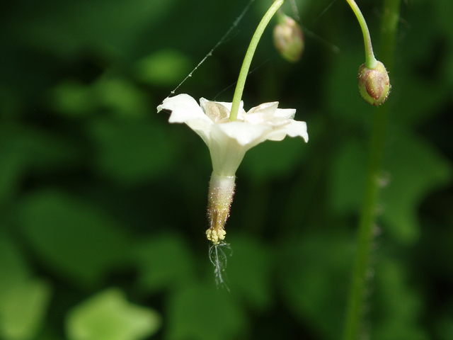 Vancouveria hexandra (White insideout flower) #33085