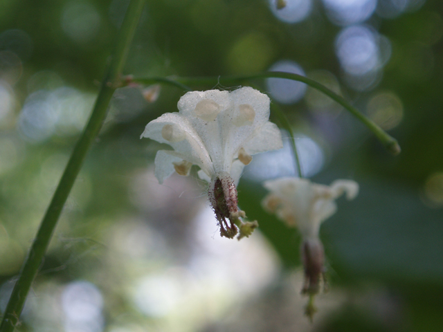 Vancouveria hexandra (White insideout flower) #33086