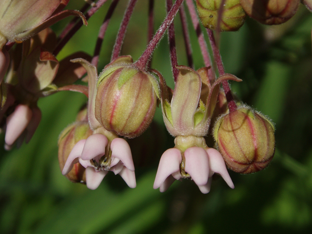 Asclepias syriaca (Common milkweed) #33415