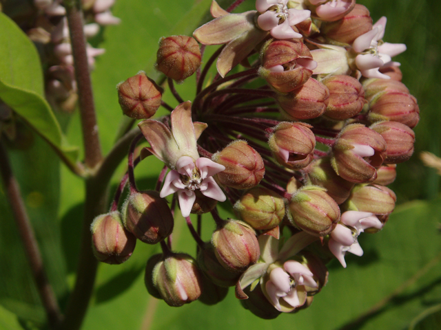 Asclepias syriaca (Common milkweed) #33416