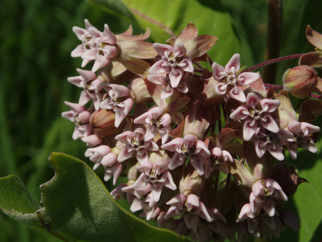 Asclepias syriaca (Common milkweed) #33417