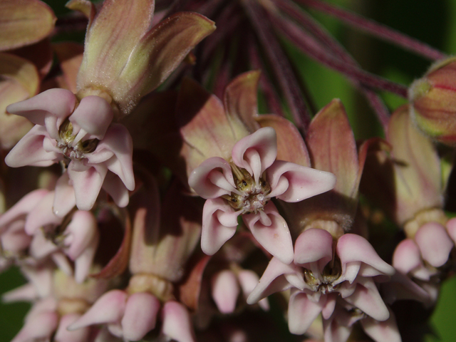 Asclepias syriaca (Common milkweed) #33418
