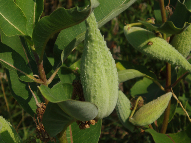 Asclepias syriaca (Common milkweed) #33419