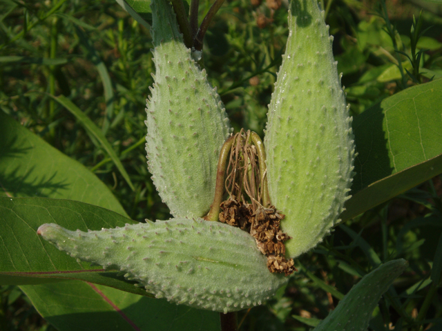 Asclepias syriaca (Common milkweed) #33420