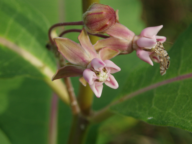 Asclepias syriaca (Common milkweed) #33421