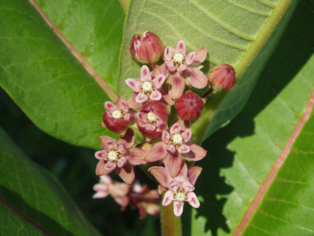Asclepias syriaca (Common milkweed) #33422