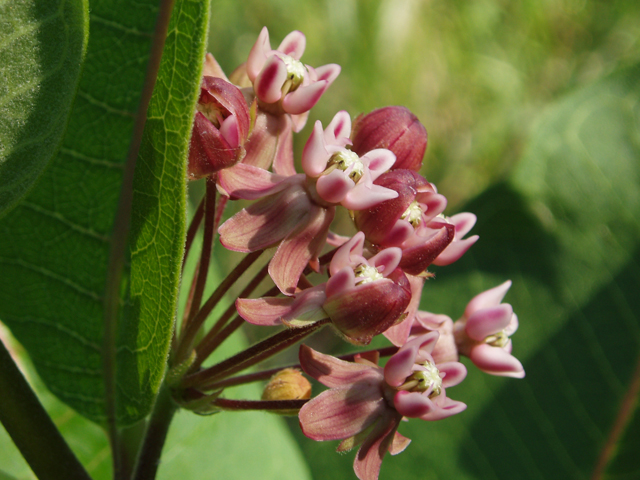 Asclepias syriaca (Common milkweed) #33423