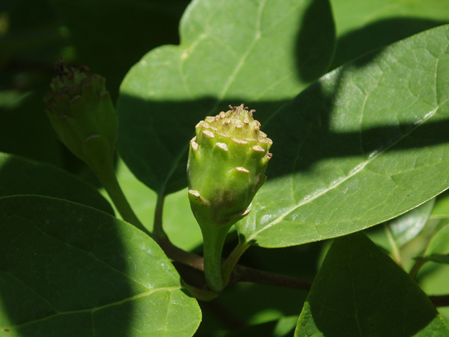 Calycanthus floridus (Eastern sweetshrub) #33427