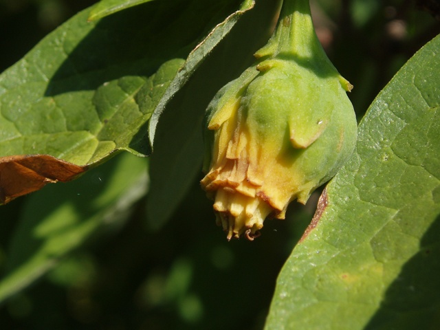 Calycanthus floridus (Eastern sweetshrub) #33428