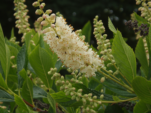 Clethra alnifolia (Coastal pepperbush) #33448