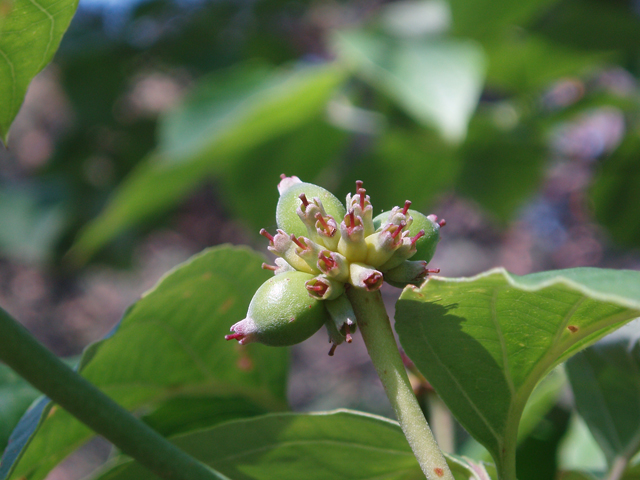 Cornus florida (Flowering dogwood) #33451