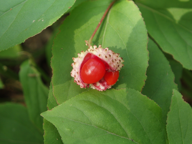 Euonymus obovatus (Running strawberry bush) #33482