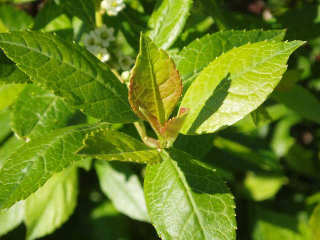 Ilex verticillata (Common winterberry) #33496