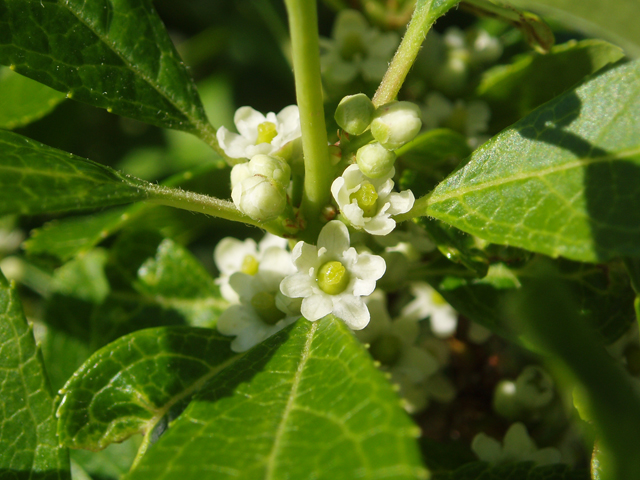 Ilex verticillata (Common winterberry) #33497