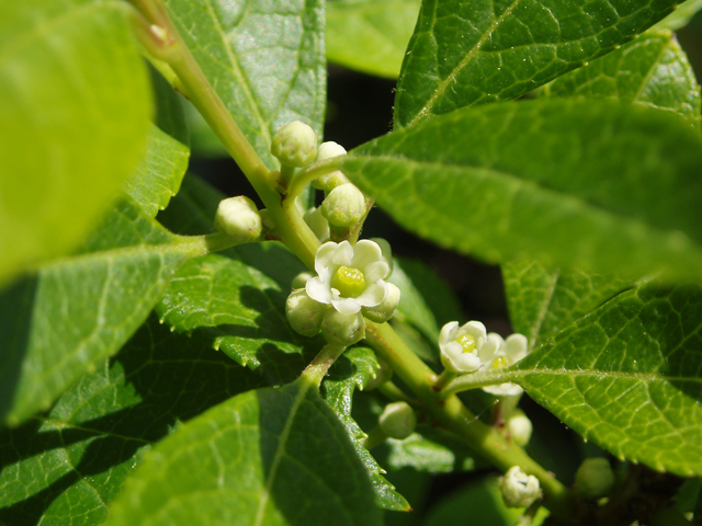 Ilex verticillata (Common winterberry) #33499