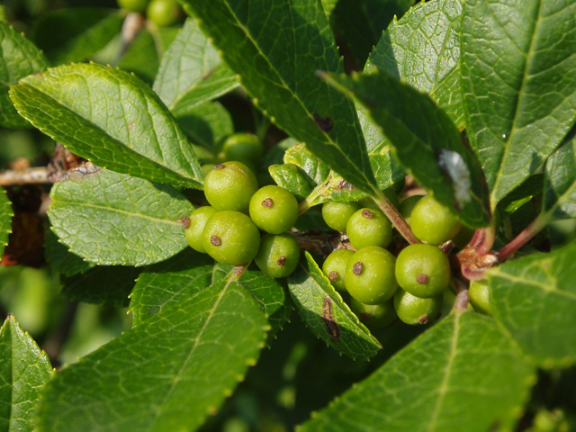Ilex verticillata (Common winterberry) #33502