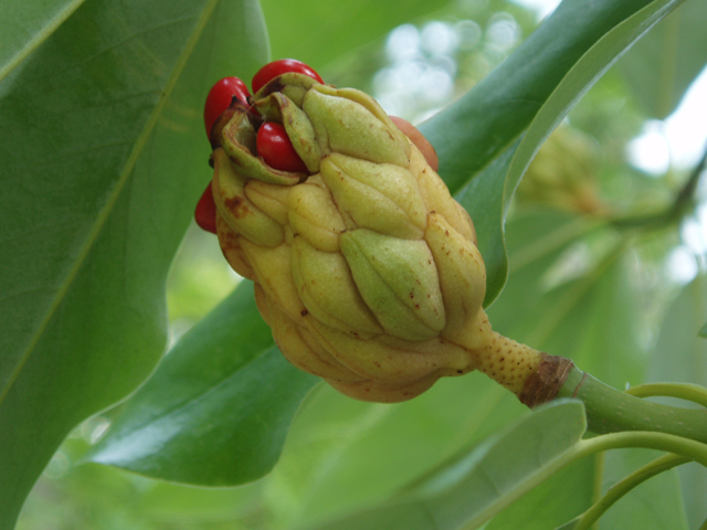 Magnolia virginiana (Sweetbay) #33544