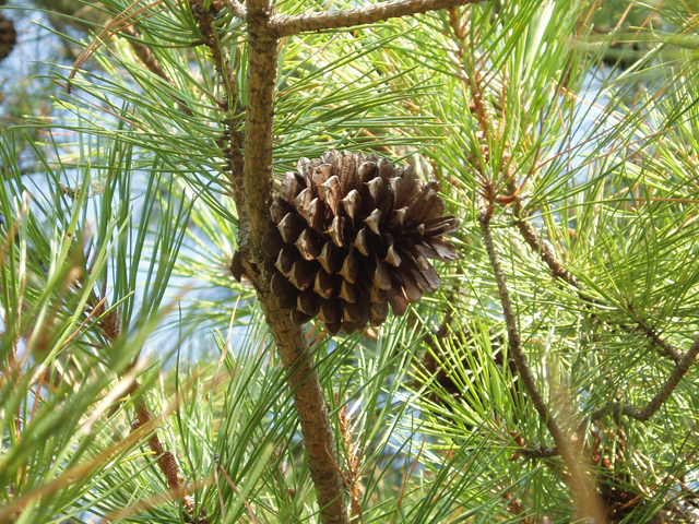 Pinus rigida (Pitch pine) #33567