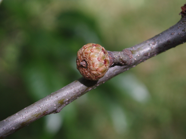 Quercus imbricaria (Shingle oak) #33574