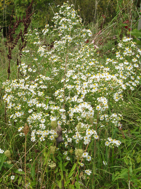 Symphyotrichum pilosum var. pilosum (Hairy white oldfield aster) #33596