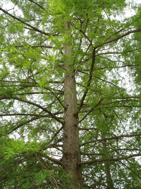 Taxodium distichum (Bald cypress) #33600