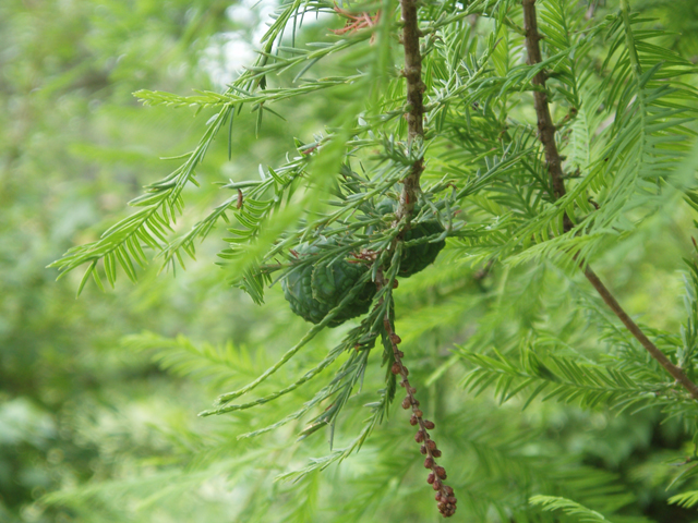 Taxodium distichum (Bald cypress) #33601