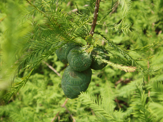 Taxodium distichum (Bald cypress) #33602