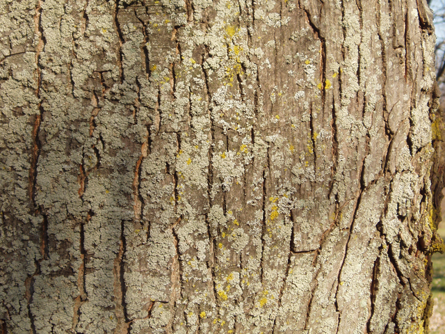 Acer saccharinum (Silver maple) #35300