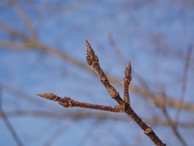Acer saccharum (Sugar maple) #35320