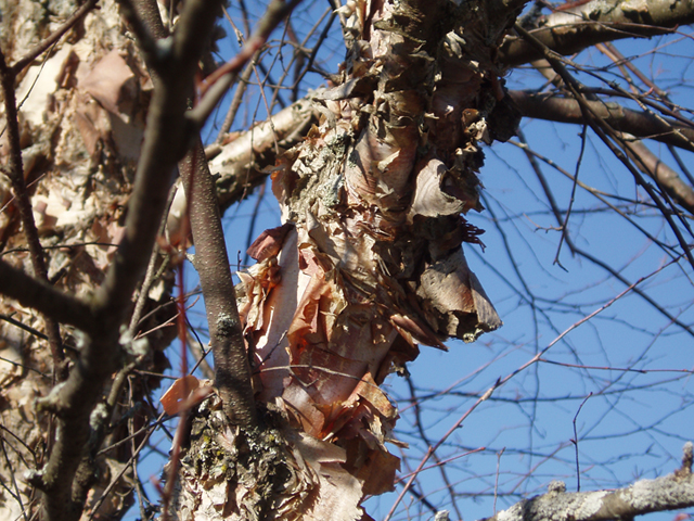 Betula nigra (River birch) #35337