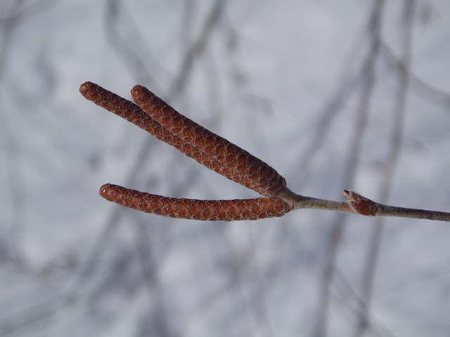 Betula nigra (River birch) #35338