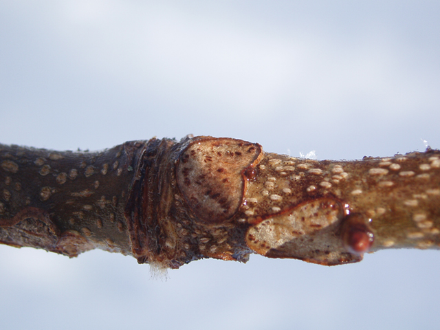 Carya laciniosa (Shellbark hickory) #35342