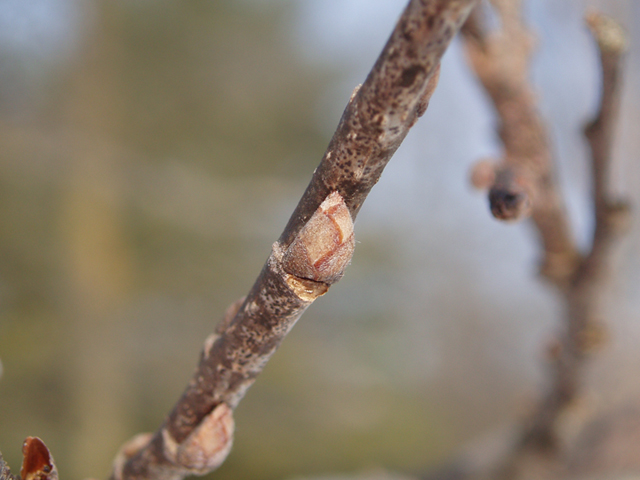 Celtis occidentalis (Common hackberry) #35353