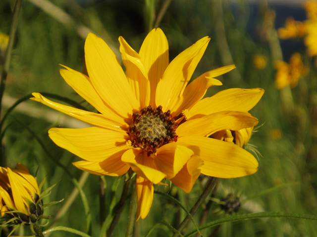 Helianthus salicifolius (Willowleaf sunflower) #35382
