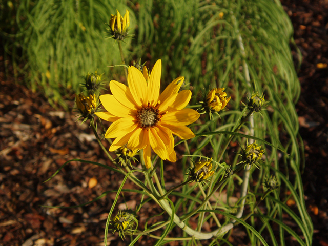 Helianthus salicifolius (Willowleaf sunflower) #35386