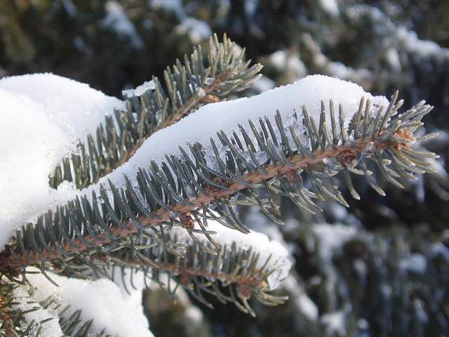 Picea glauca (White spruce) #35401