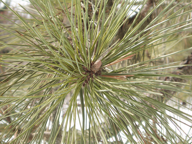 Pinus ponderosa (Ponderosa pine) #35408