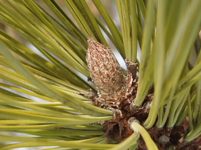 Pinus ponderosa (Ponderosa pine) #35409