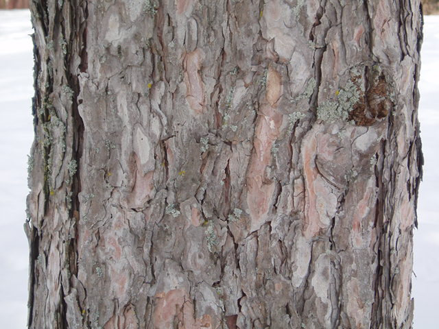 Pinus resinosa (Red pine) #35410