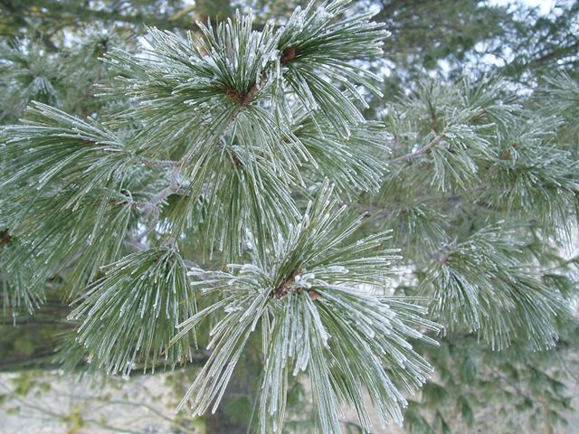 Pinus strobus (Eastern white pine) #35413