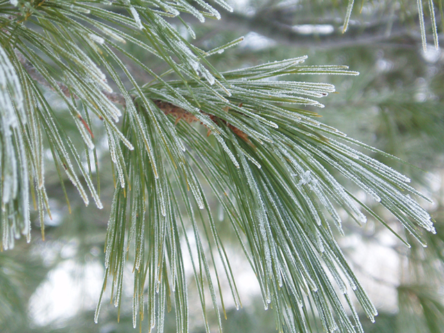 Pinus strobus (Eastern white pine) #35414