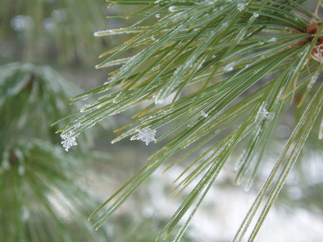 Pinus strobus (Eastern white pine) #35415