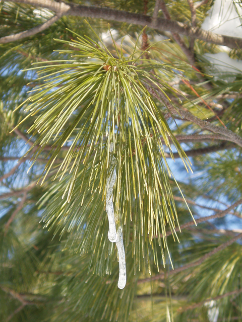 Pinus strobus (Eastern white pine) #35417