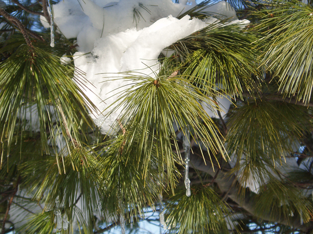 Pinus strobus (Eastern white pine) #35419
